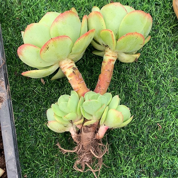 无花朵琴*多肉植物555555