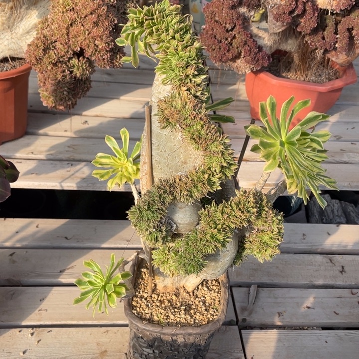 法师老桩缀化夕颜