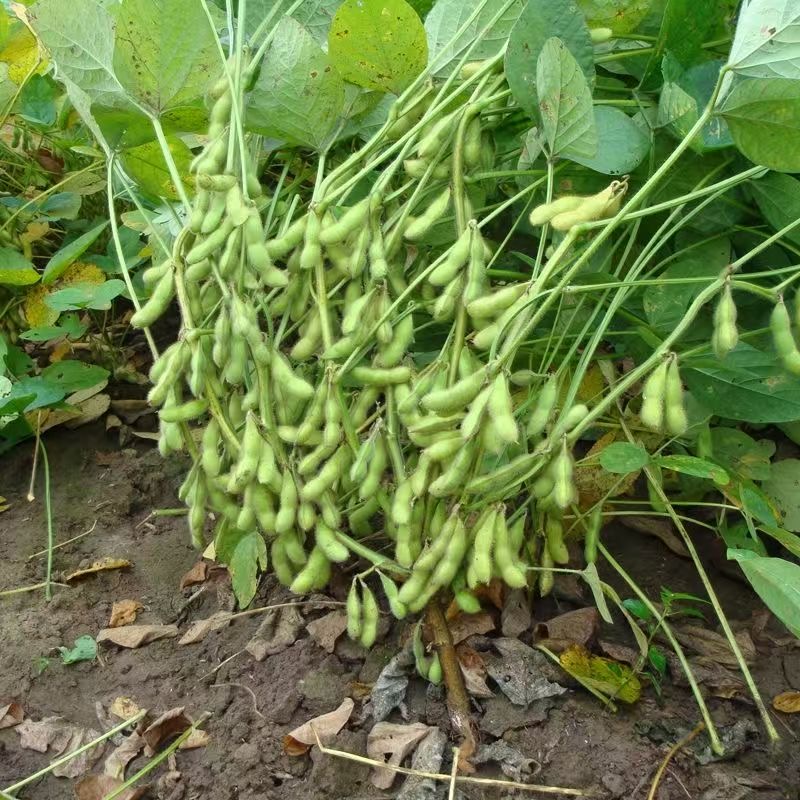 四川农户自种毛豆带杆发货