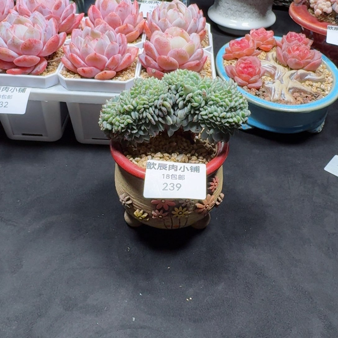 多肉植物  239  白胖子缀