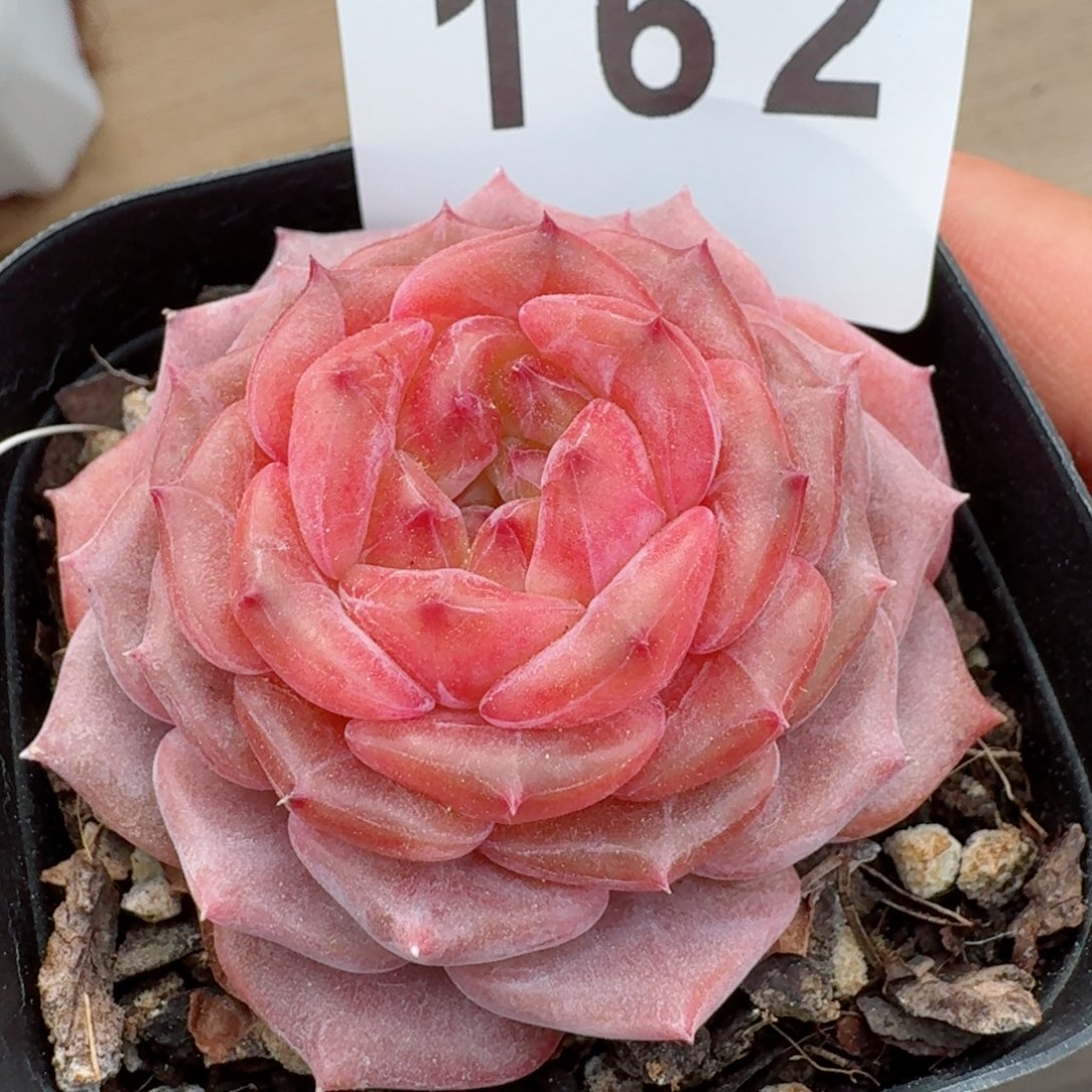 红宝石珍妮         精品多肉