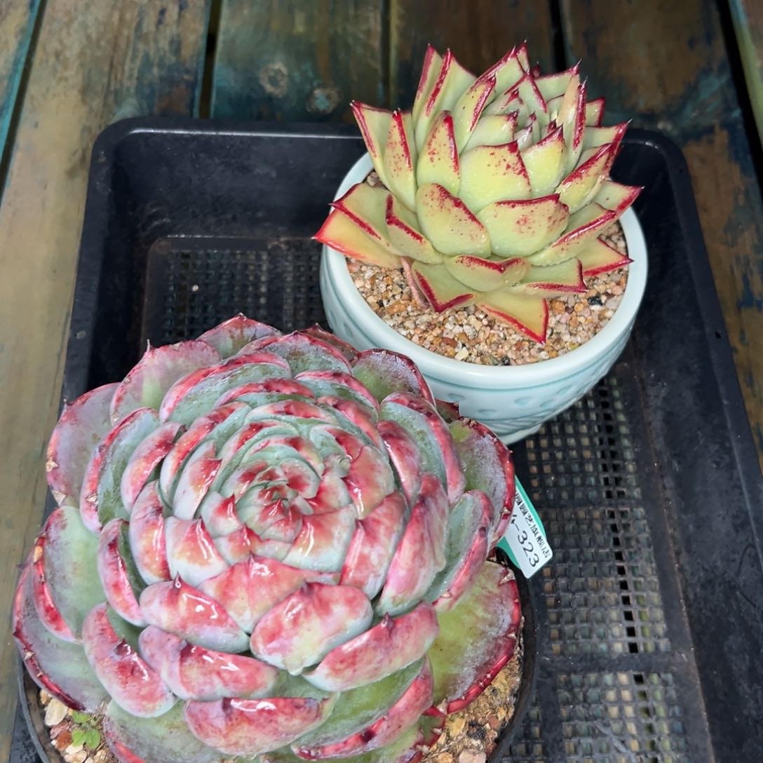 多肉一物一拍-0124-323