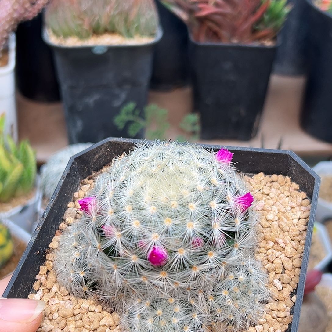 六十丸乳突群一颗