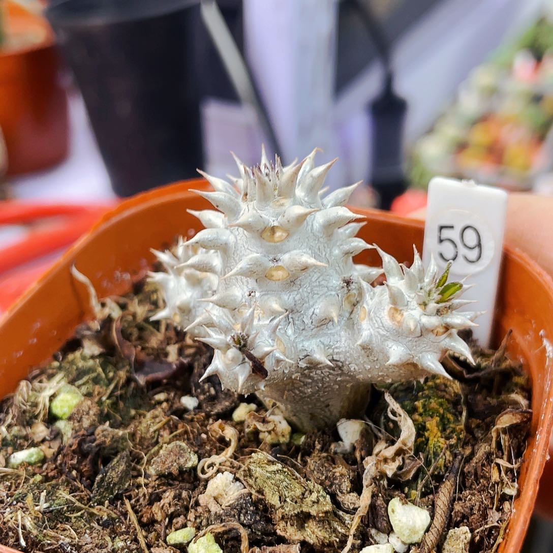 大黑非偏远地区满25包邮仙人球