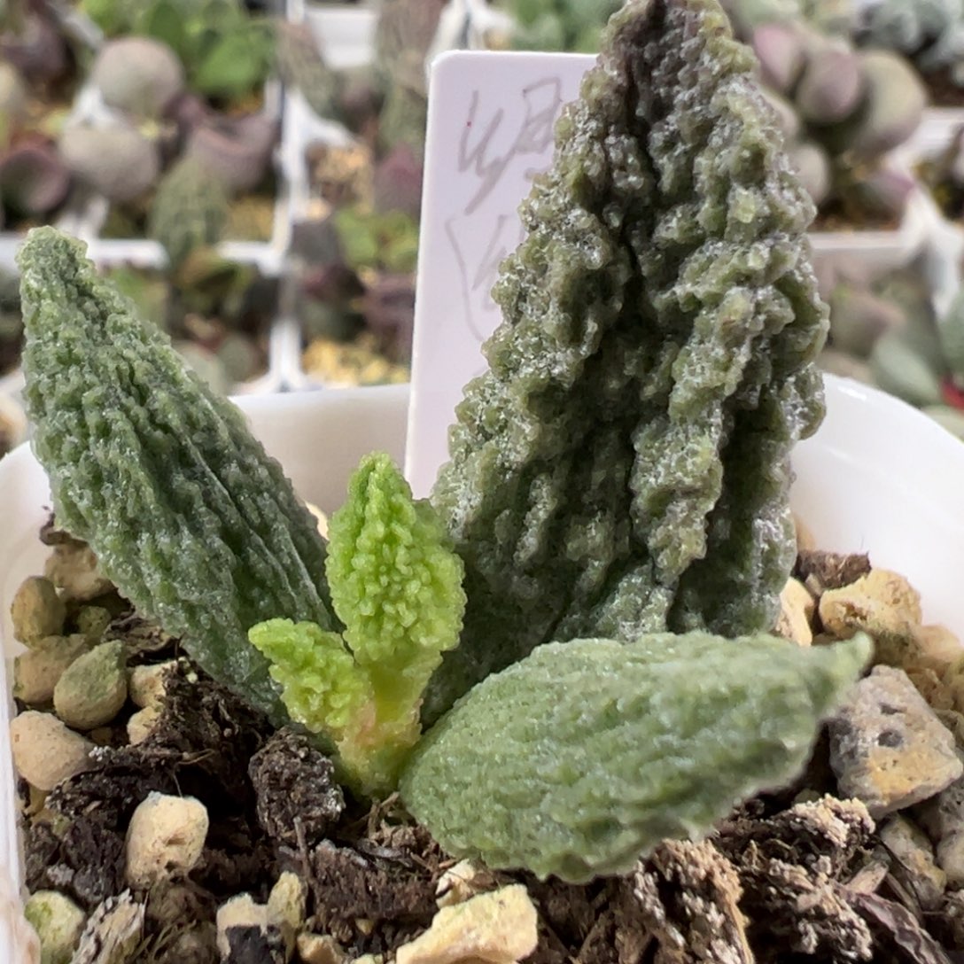 w美系绿幽灵多肉植物水泡
