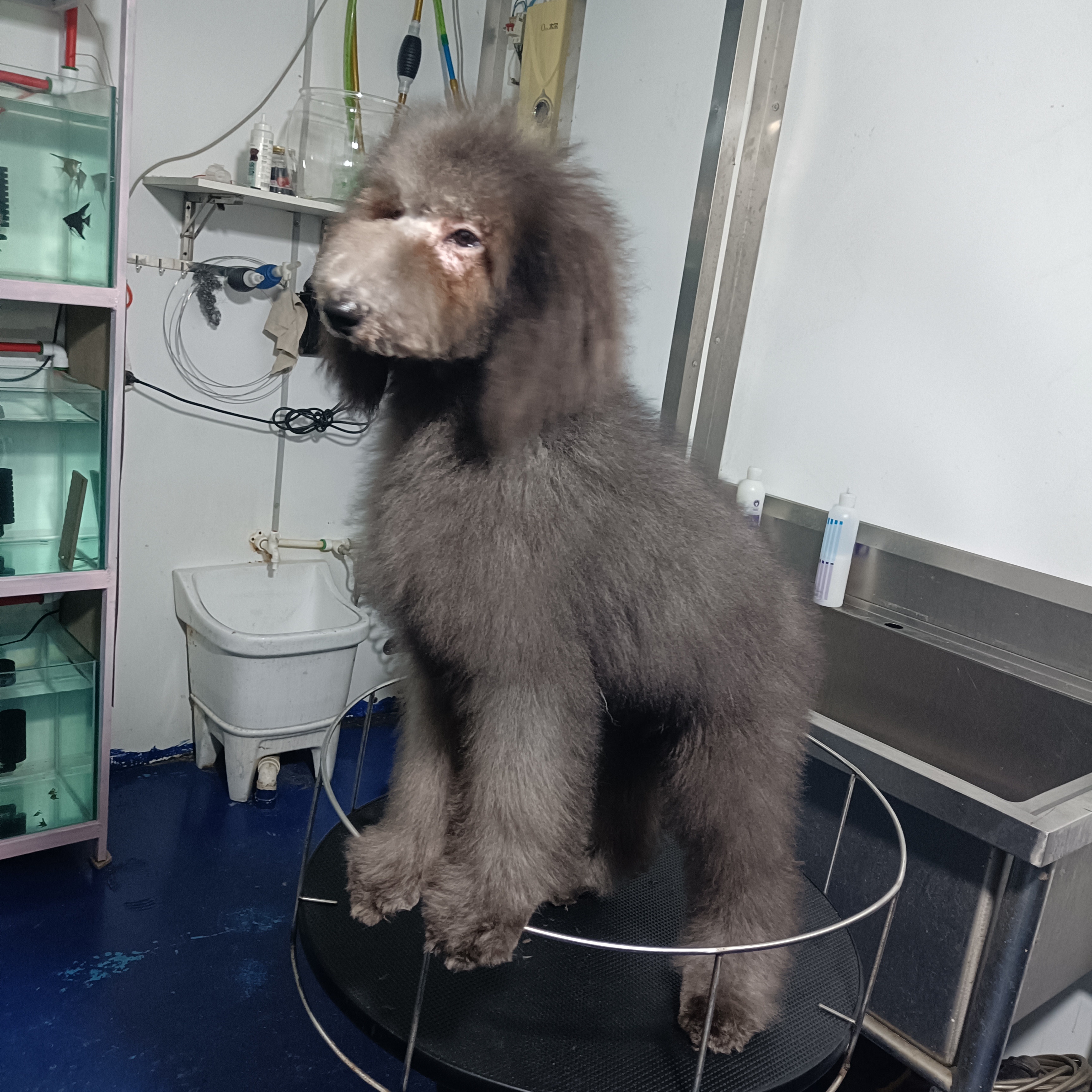 长春巨贵灰色幼犬母