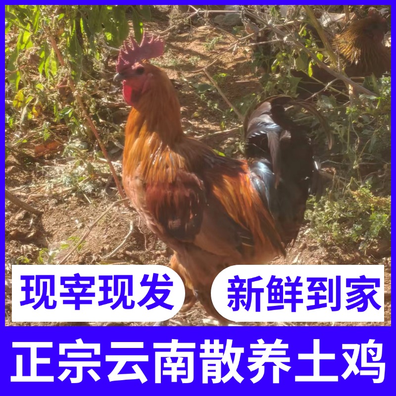 高山散养饲养土鸡新鲜现杀宰杀真空包装土鸡新鲜基地直发土乌鸡