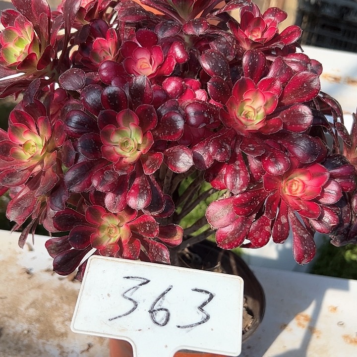 多肉植物丽哪法师