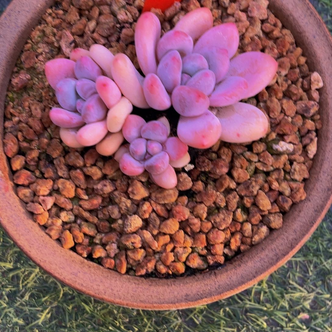 2522下午多肉植物群生