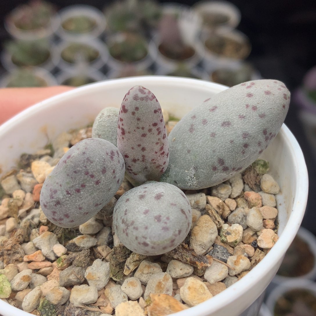 白棒子水泡一物一拍