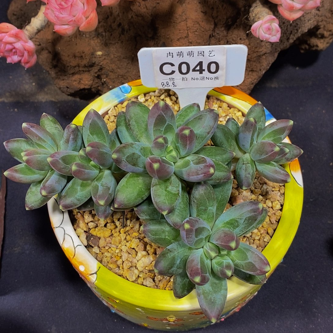 烧***球c040不知名美人系多肉发货