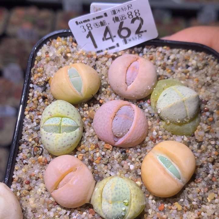 Sss精品生石花1462