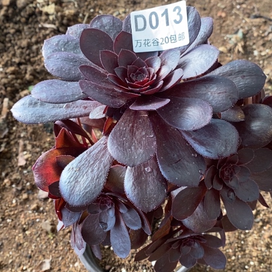 013蓝莲花多肉植物