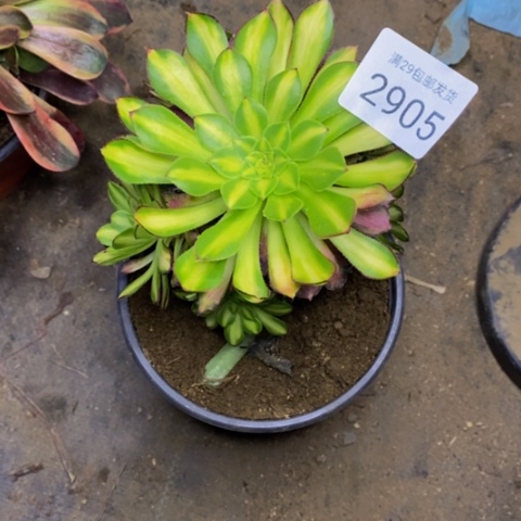 童颜多肉植物2905