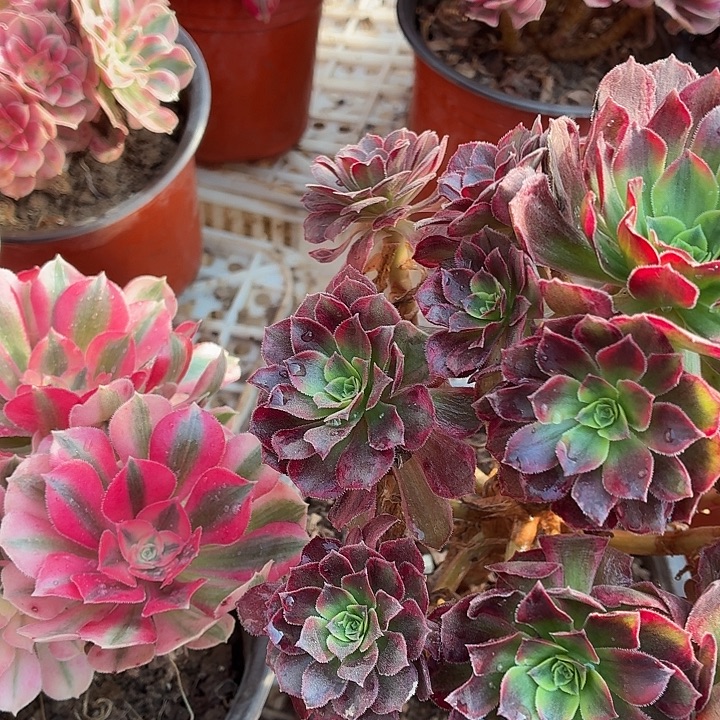 安娜+长叶片粉女巫包邮