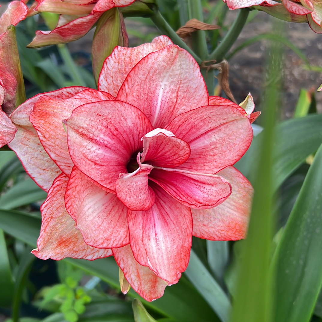 【幻影】朱顶红种球 小花重瓣