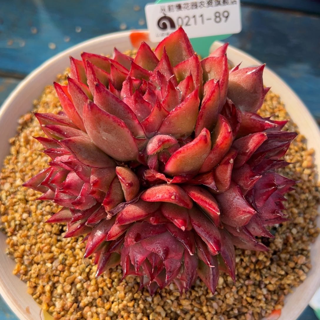 从前慢多肉精选编号0211.89