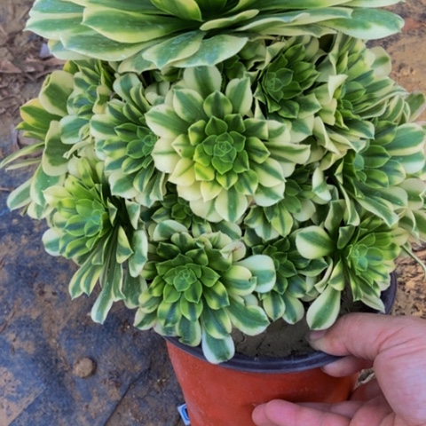 金丝翡翠多肉39多肉