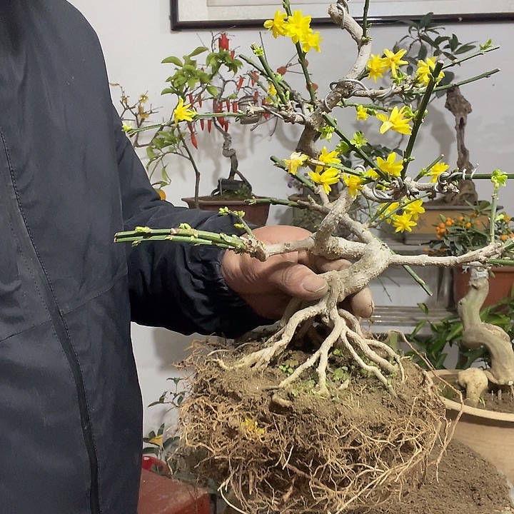 完全开放三台迎春花