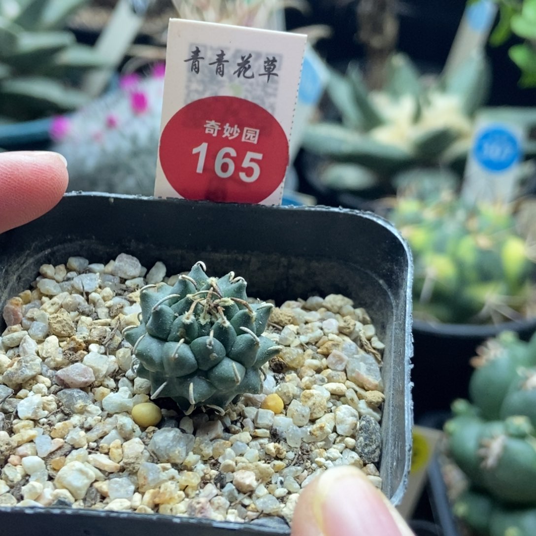 实生安德森娇丽2.2cm一棵仙人球