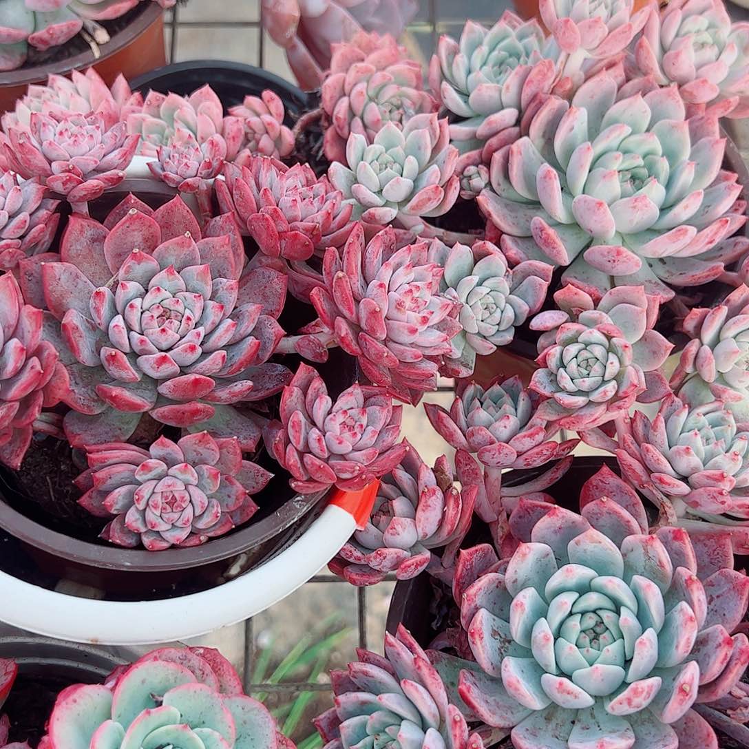 霜花多头造型精品特价