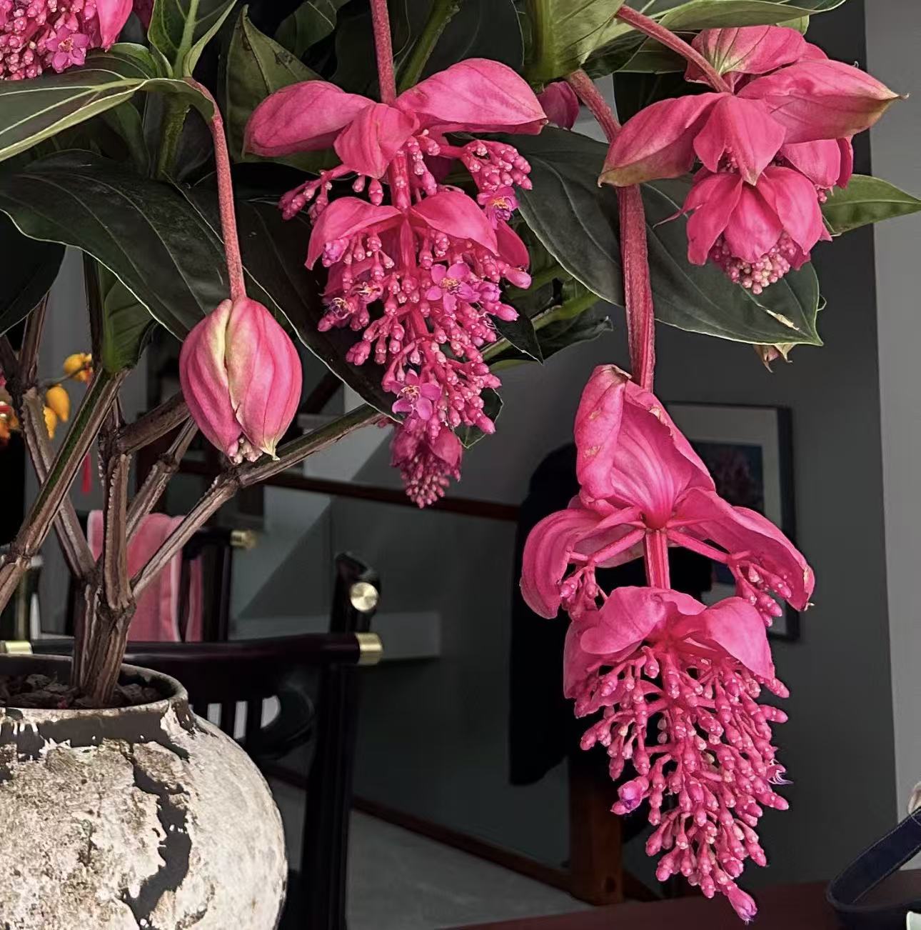【李先生家】（宝莲灯苗子）木本植物高端室内花卉四季开花