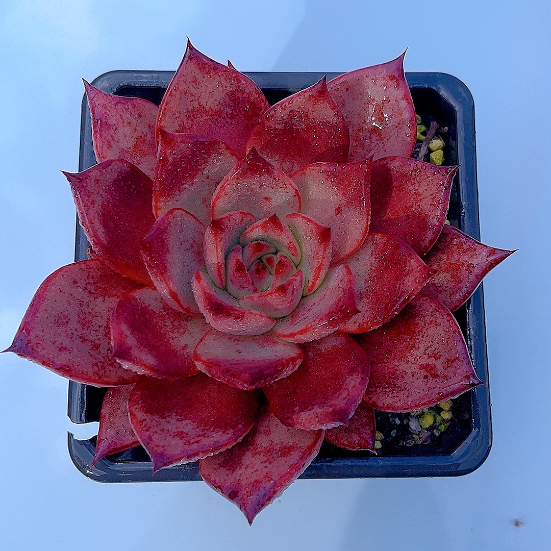 满15包邮（红檀罗宾 ）多肉 绿植 防辐射 吸甲醛 净化 空气 好看   