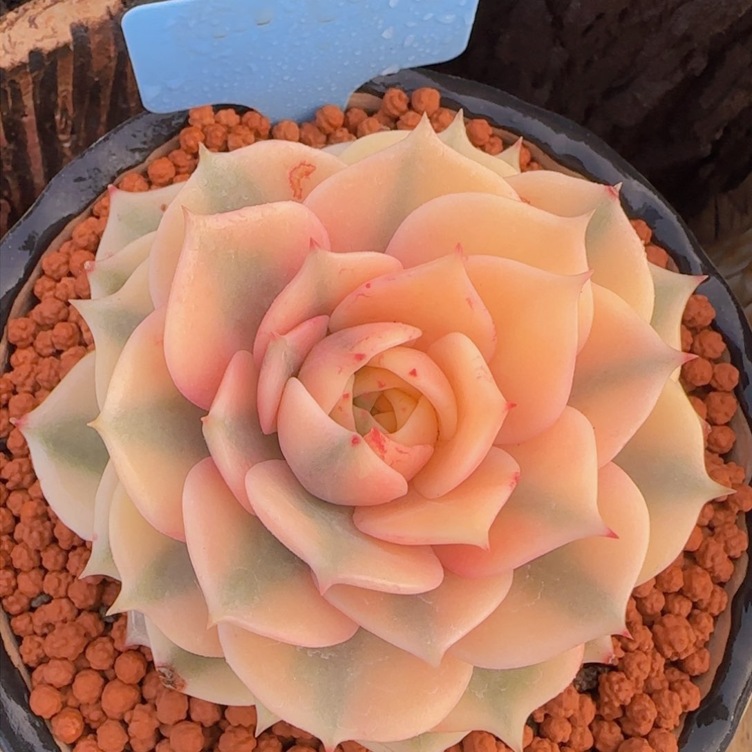 贝加尔湖多肉植物