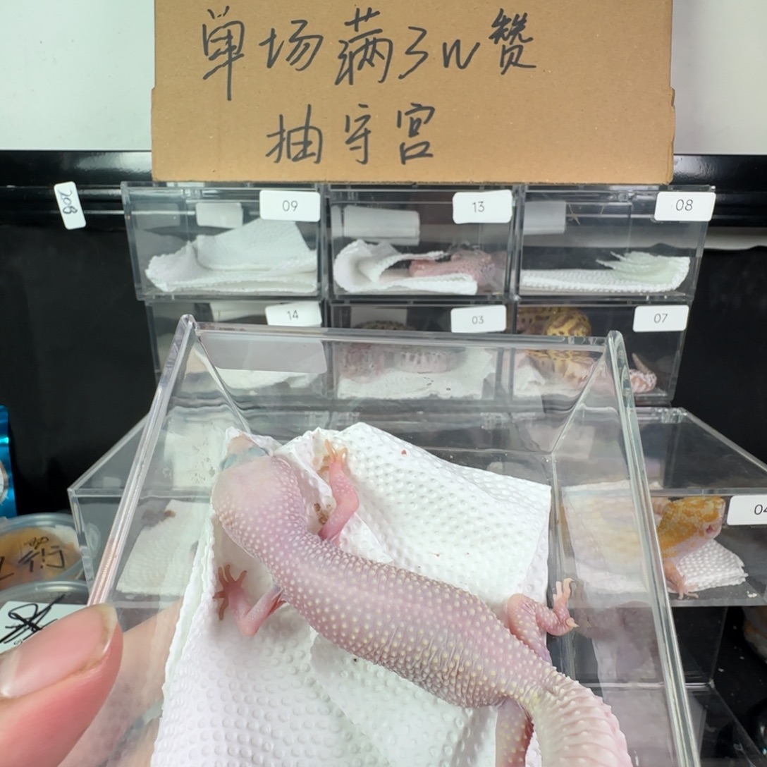 豹纹守宫雪花恶魔白酒妹妹