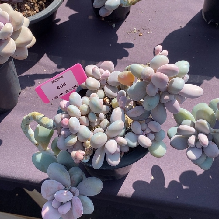 408桃蛋肉肉肉肉