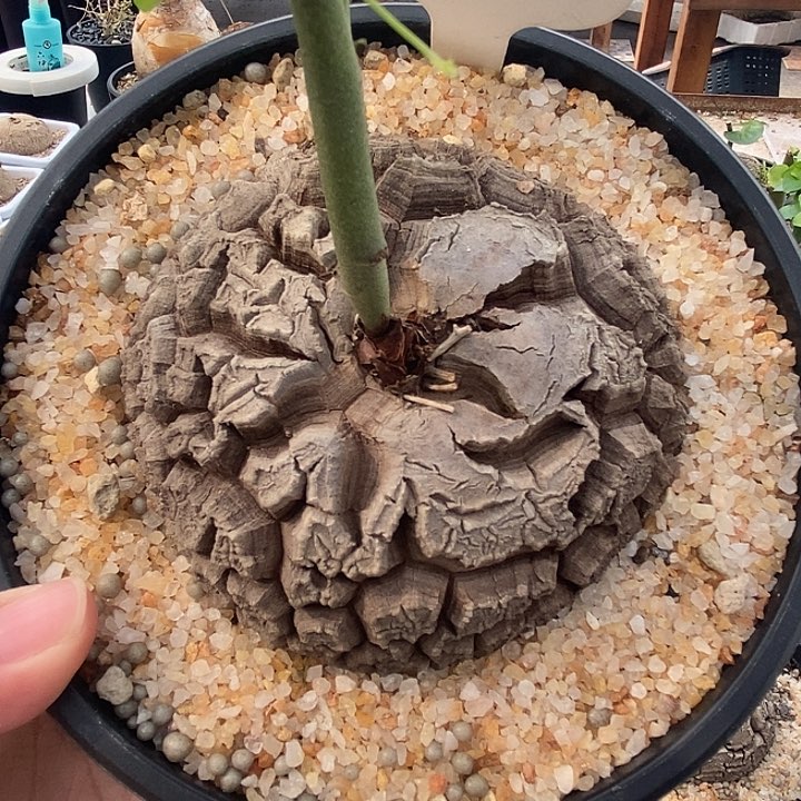 268龟9.3厘米哈哈哈哈哈