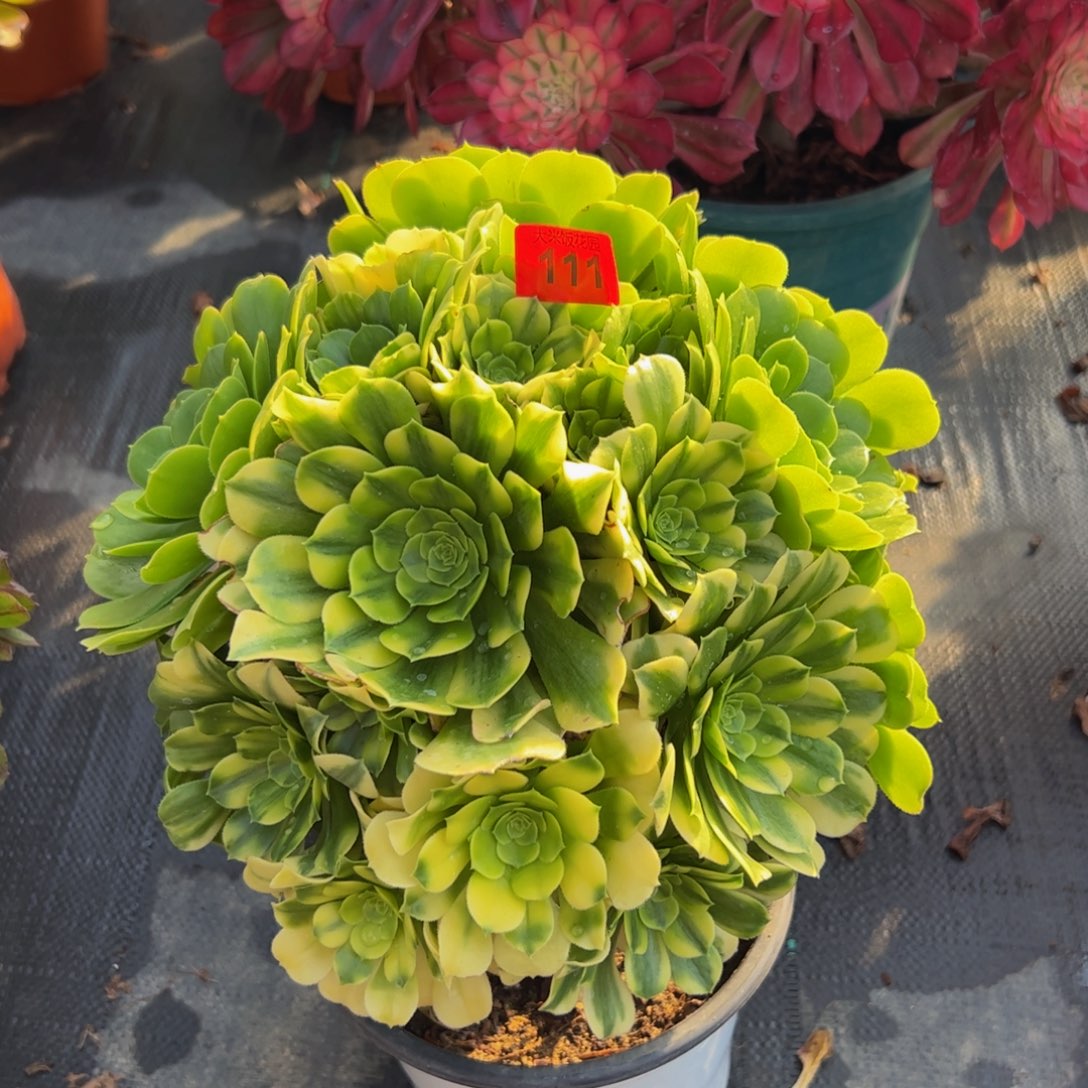 111炖肉植物发货金丝花脸