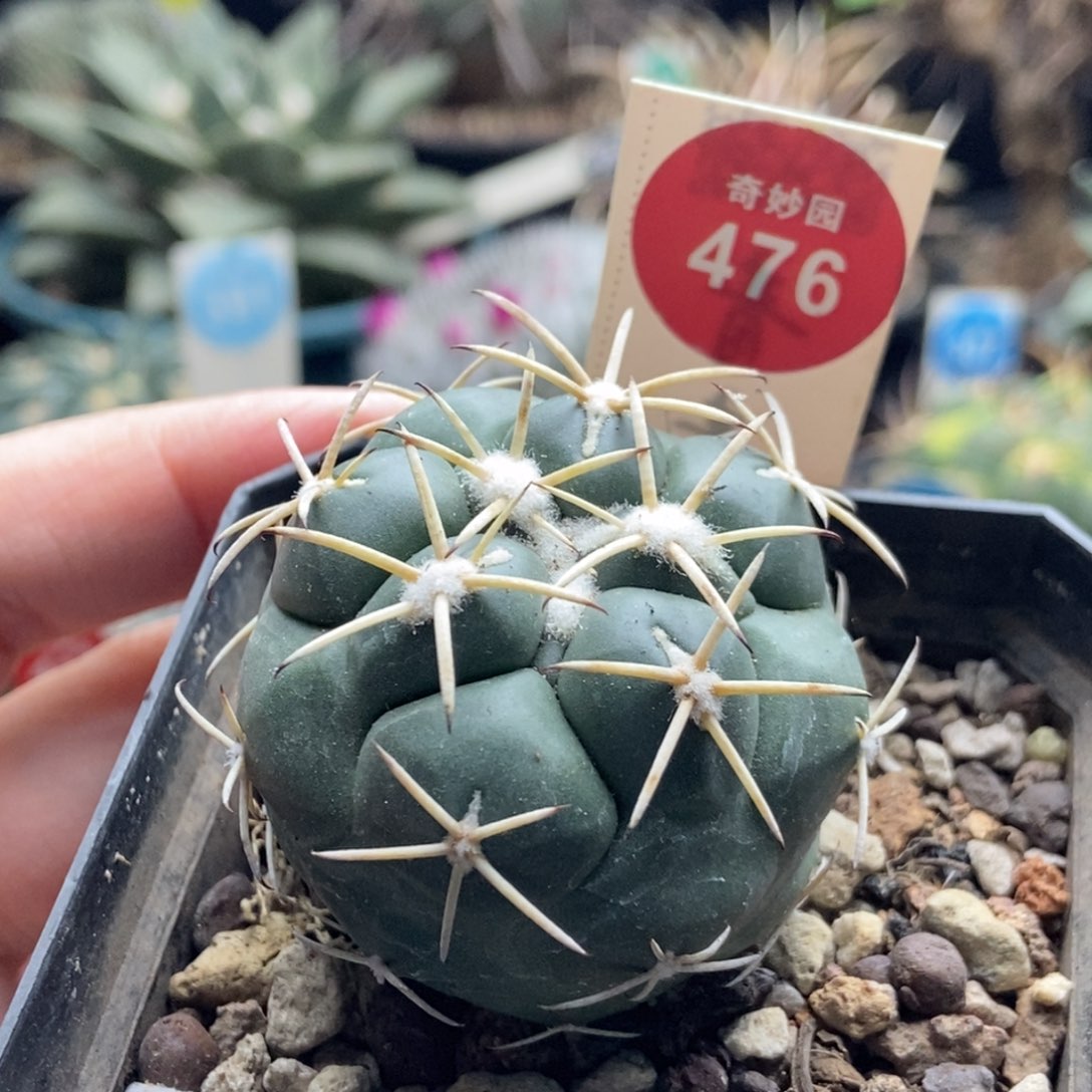 实生顶花大祥冠4.3cm