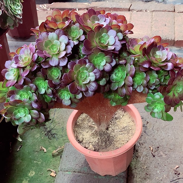 万圣节朵缀啊啊啊