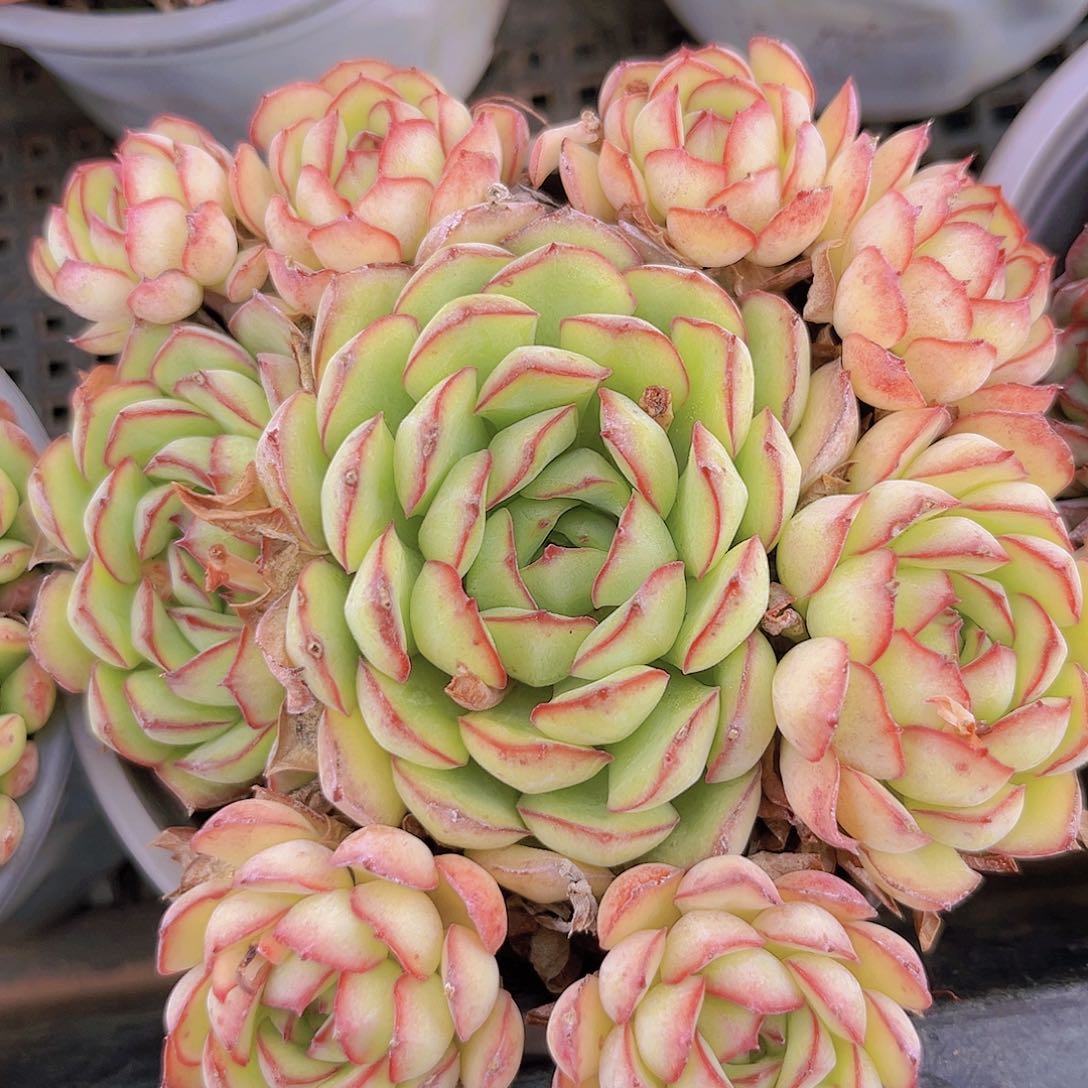 梦幻玫瑰888888889888989