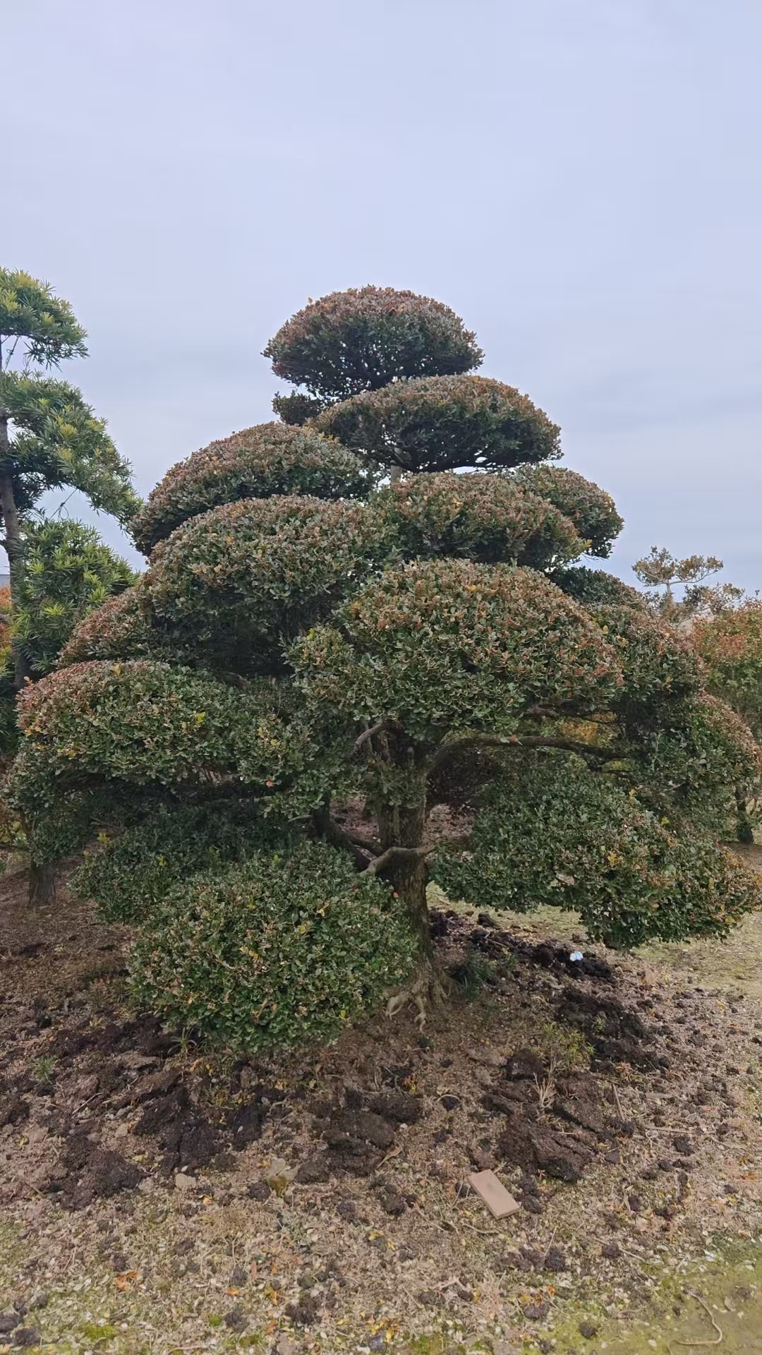 大型小叶瓜子黄杨景观树罗汉松地景盆栽四季常青耐热耐旱别墅种植
