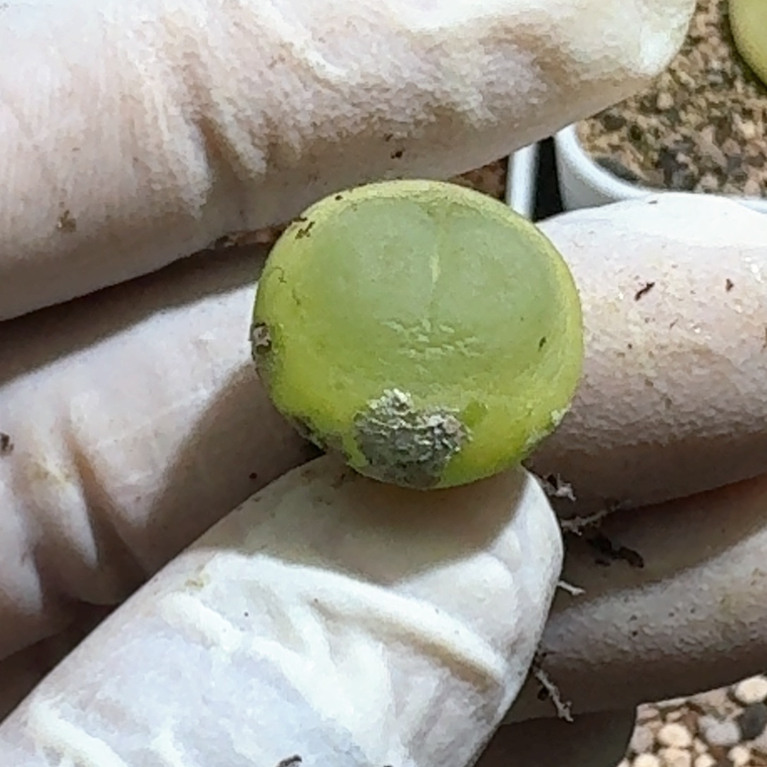 1-14-147拉登1473.18