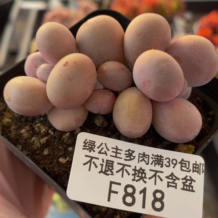 橙奶6cm818多肉植物