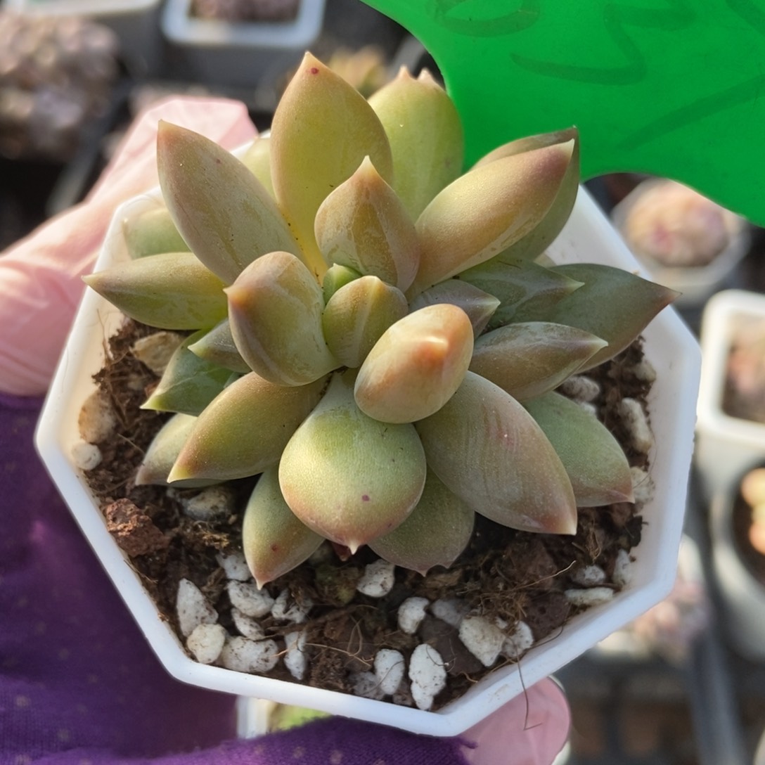 837重楼多肉植物保护