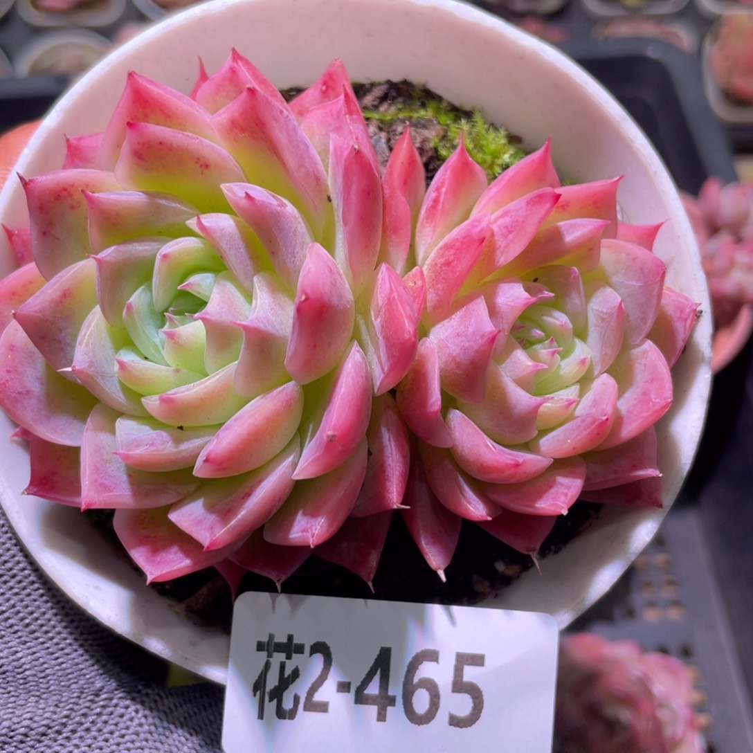 花利美2-465孤星  