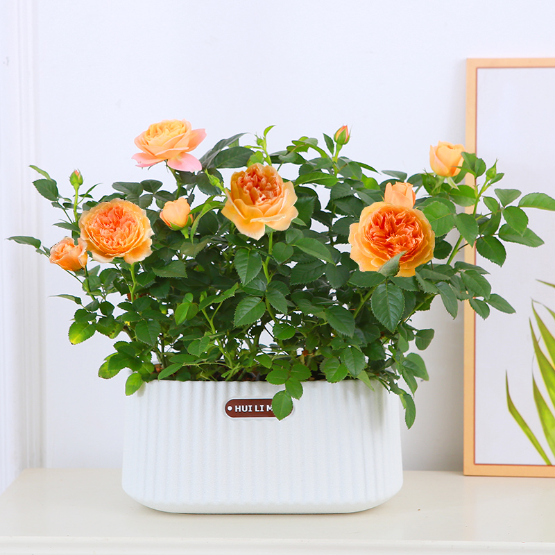 果汁阳台盆栽带花苞室室外观花阳台四季开花【雅纹白盆】