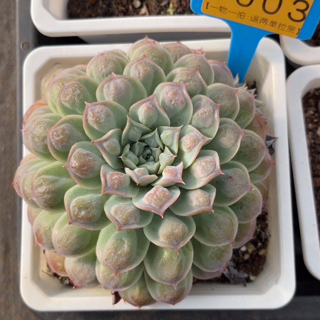 云尘多肉一物一拍1003