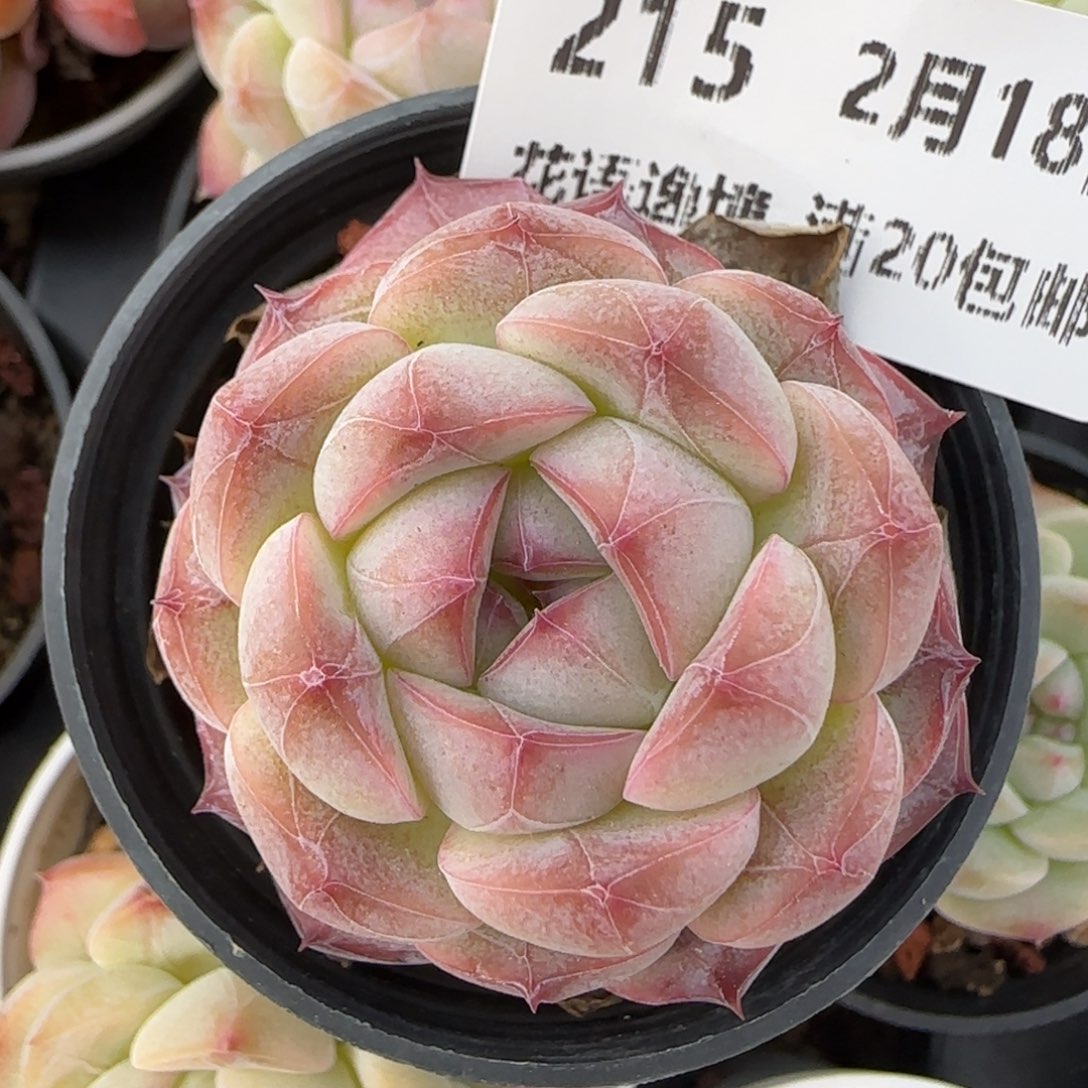 花语逸境0218-215