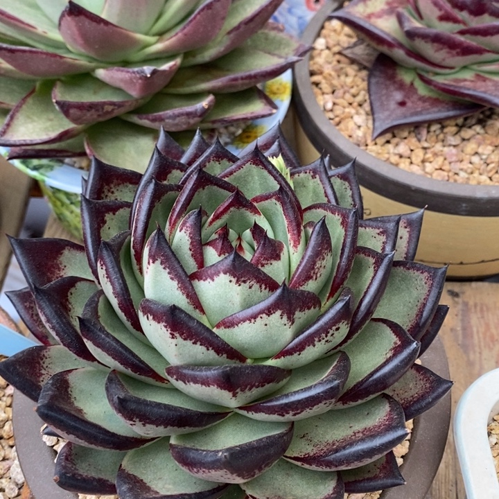 D152- 直播福利 乌木