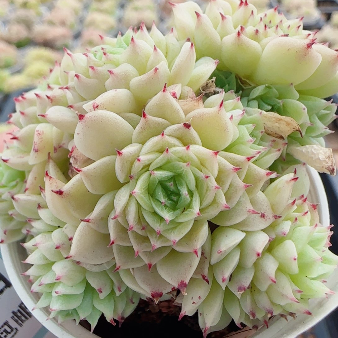 花语逸镜0526-13散