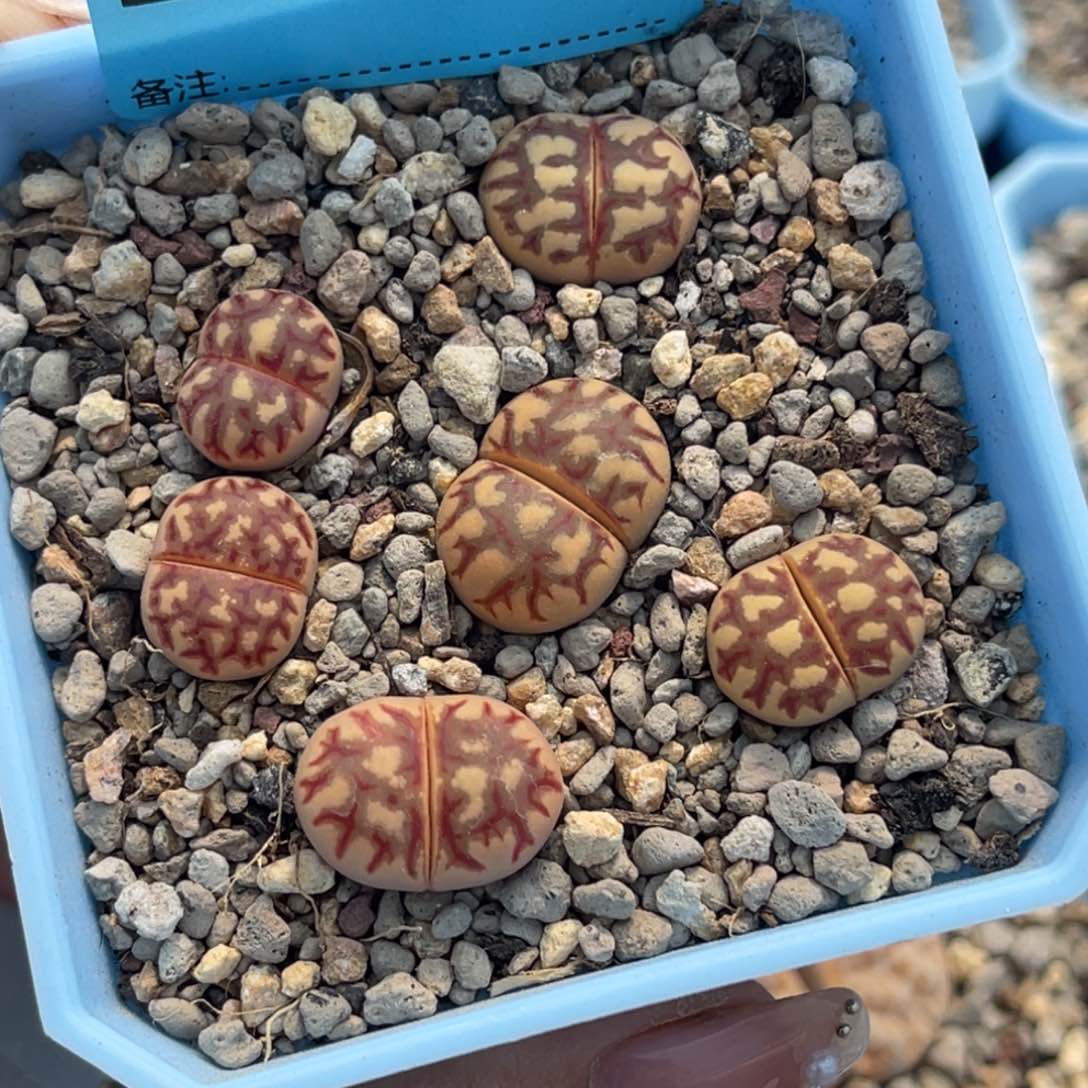 3042丽红六颗脱土发货