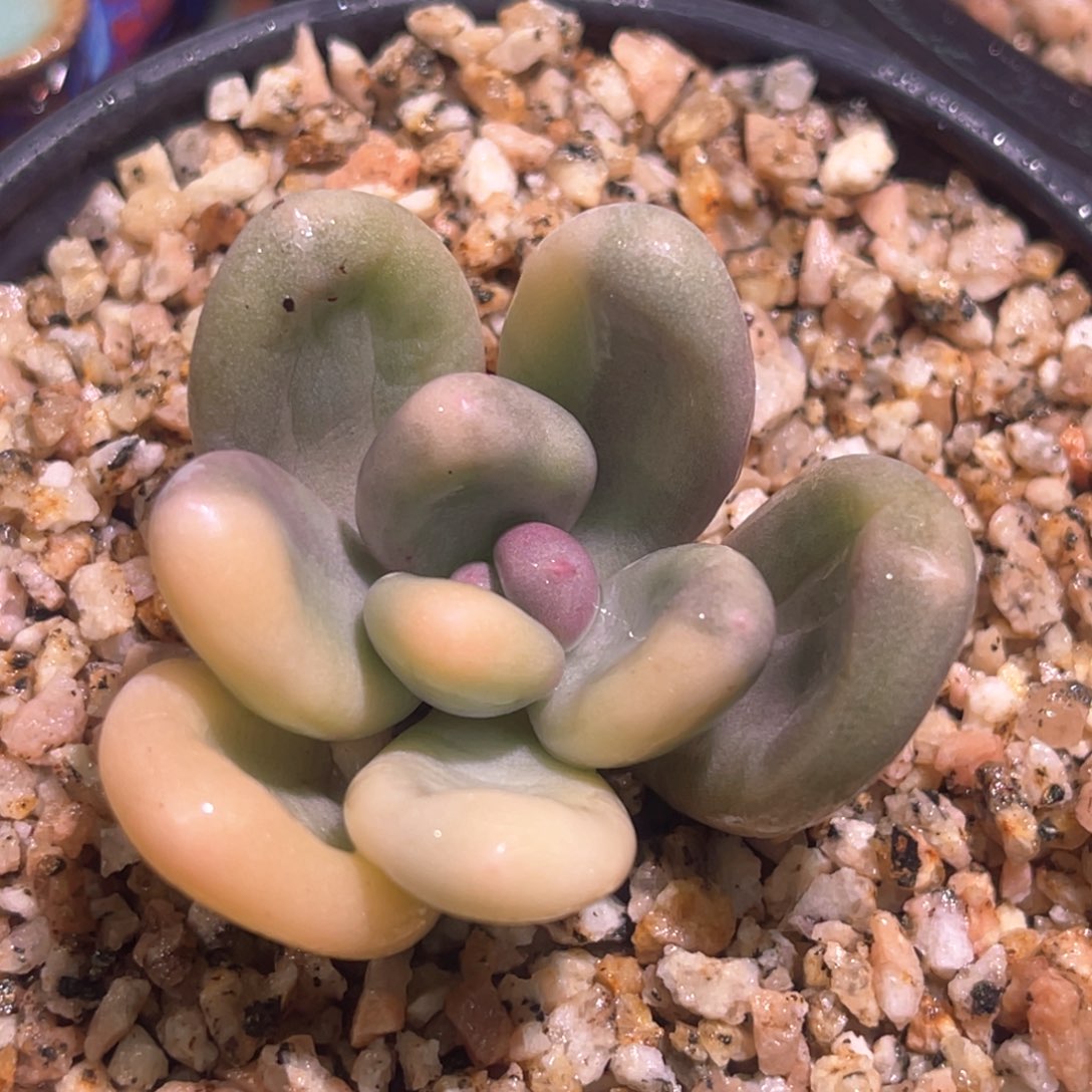 多肉特价奶酪锦头盖