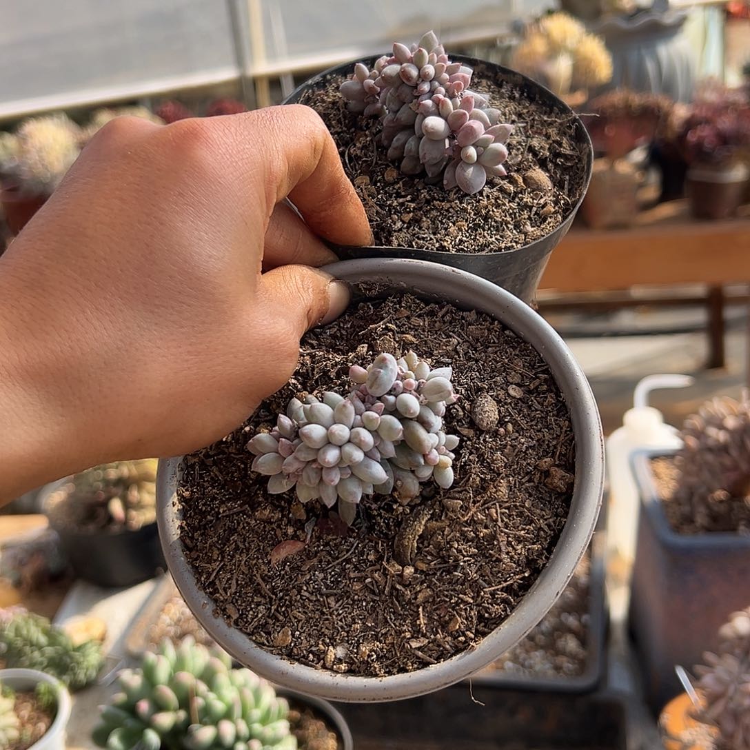野***家多肉植物实物直播实物181