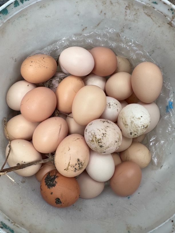 张家界大山里农家散养土鸡蛋粉壳绿壳新鲜现捡现发鸡蛋
