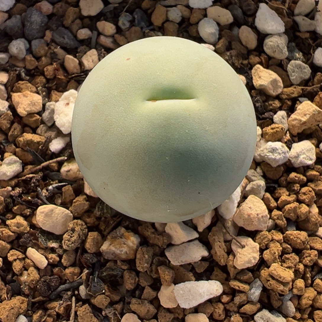 017多肉植物种类多样